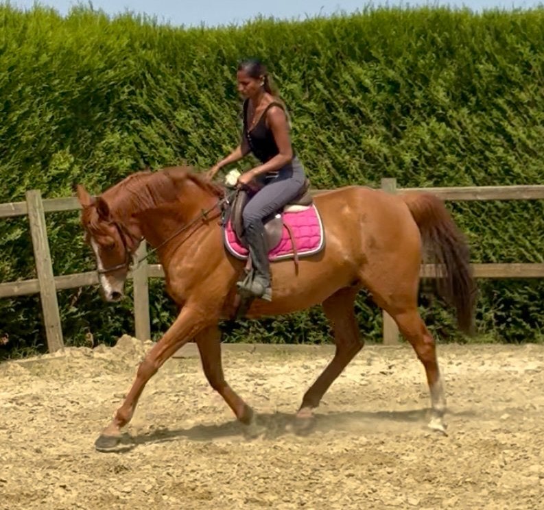 Toffe allround ruin, Dieren en Toebehoren, Pony's, Ruin, B