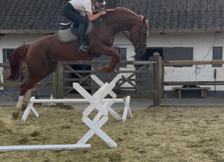Knappe 6j springmerrie, Animaux & Accessoires, B, Avec pedigree, 165 à 170 cm, Cheval de saut
