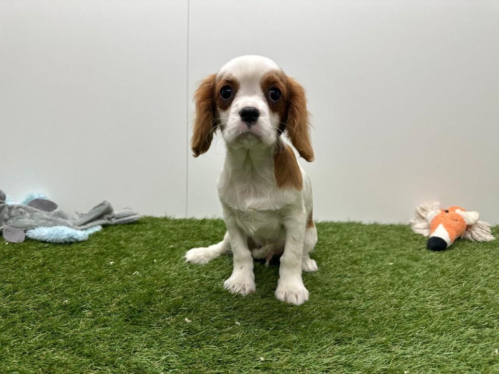 Cavalier King Charles Spaniel pups