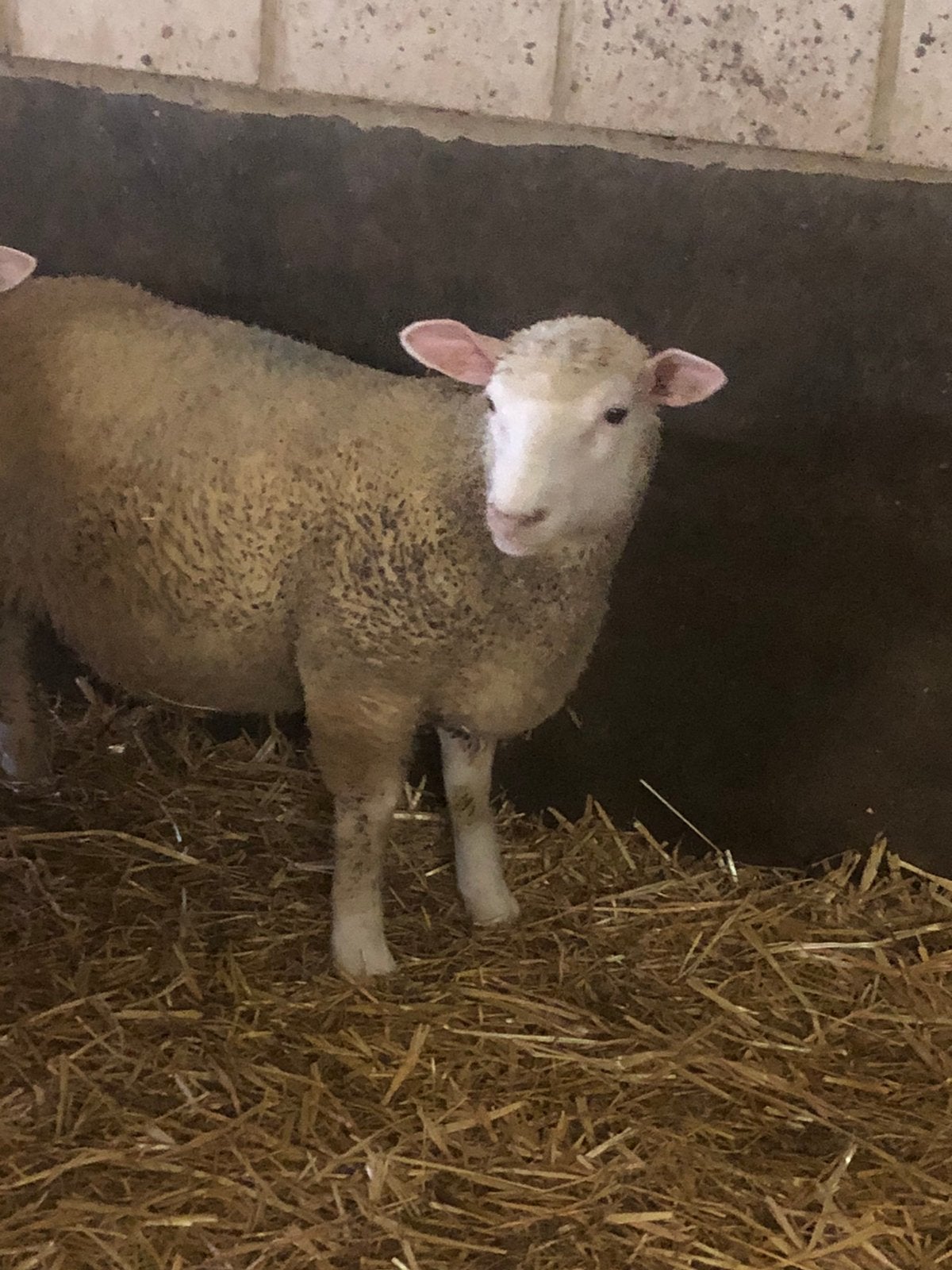 Poll dorset ooitje, Dieren en Toebehoren, Vrouwelijk, Schaap, 0 tot 2 jaar