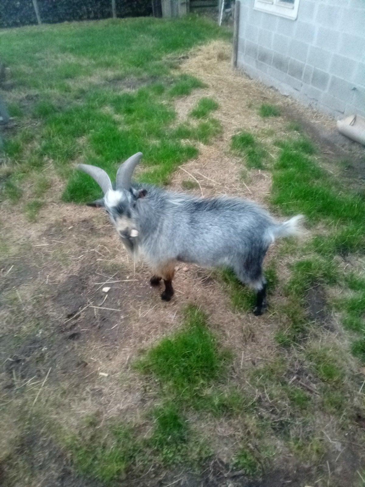 dwerggeitjes, Animaux & Accessoires, Moutons, Chèvres & Cochons, Mâle, Chèvre, 0 à 2 ans