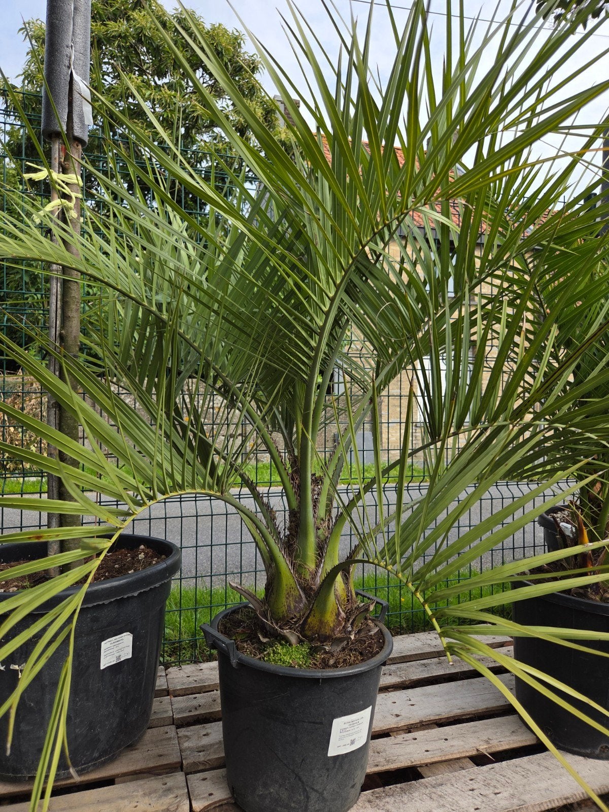 Palmboom Butia Capitata, Ophalen, Palmboom