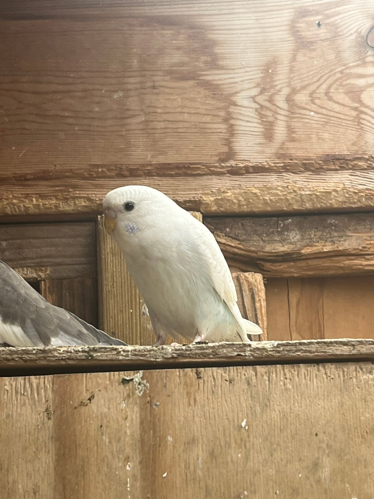 Jonge grasparkiet, Dieren en Toebehoren