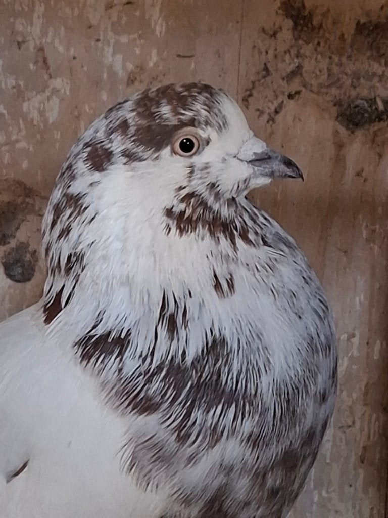 Perzische hoogvliegers, Dieren en Toebehoren, Meerdere dieren, Overige soorten