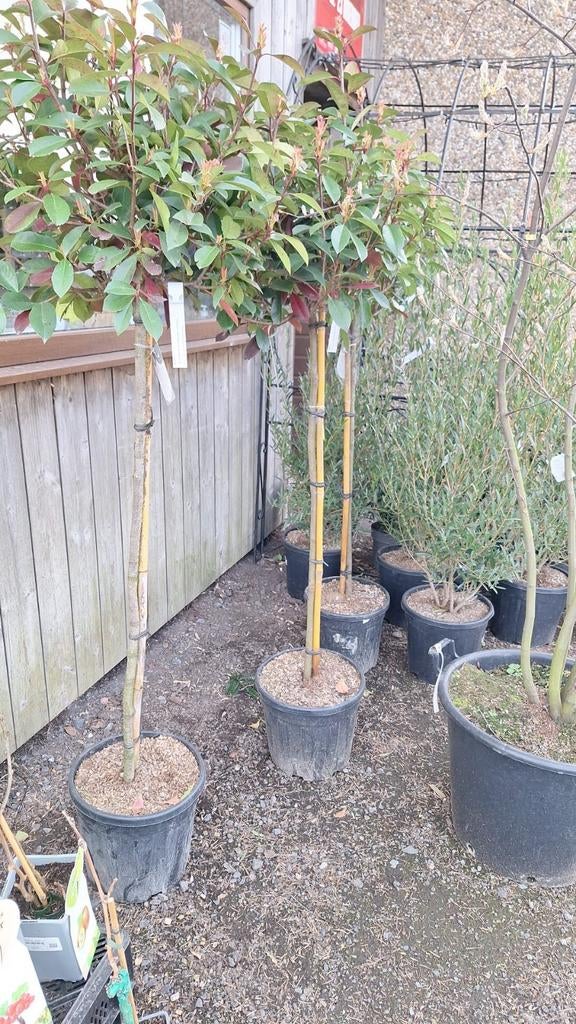 ‼️Photinia red robin op stam ‼️, Enlèvement