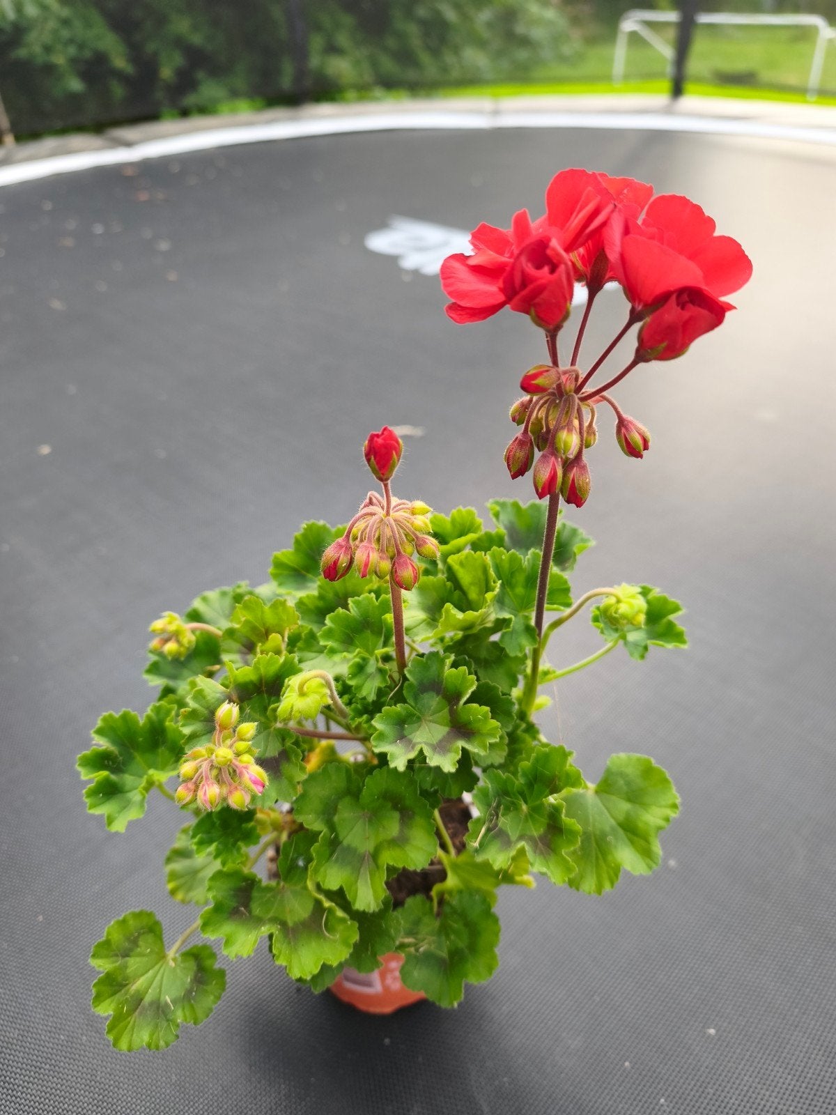 Geranium: pelargonium zonale, Tuin en Terras, Planten | Tuinplanten, Ophalen