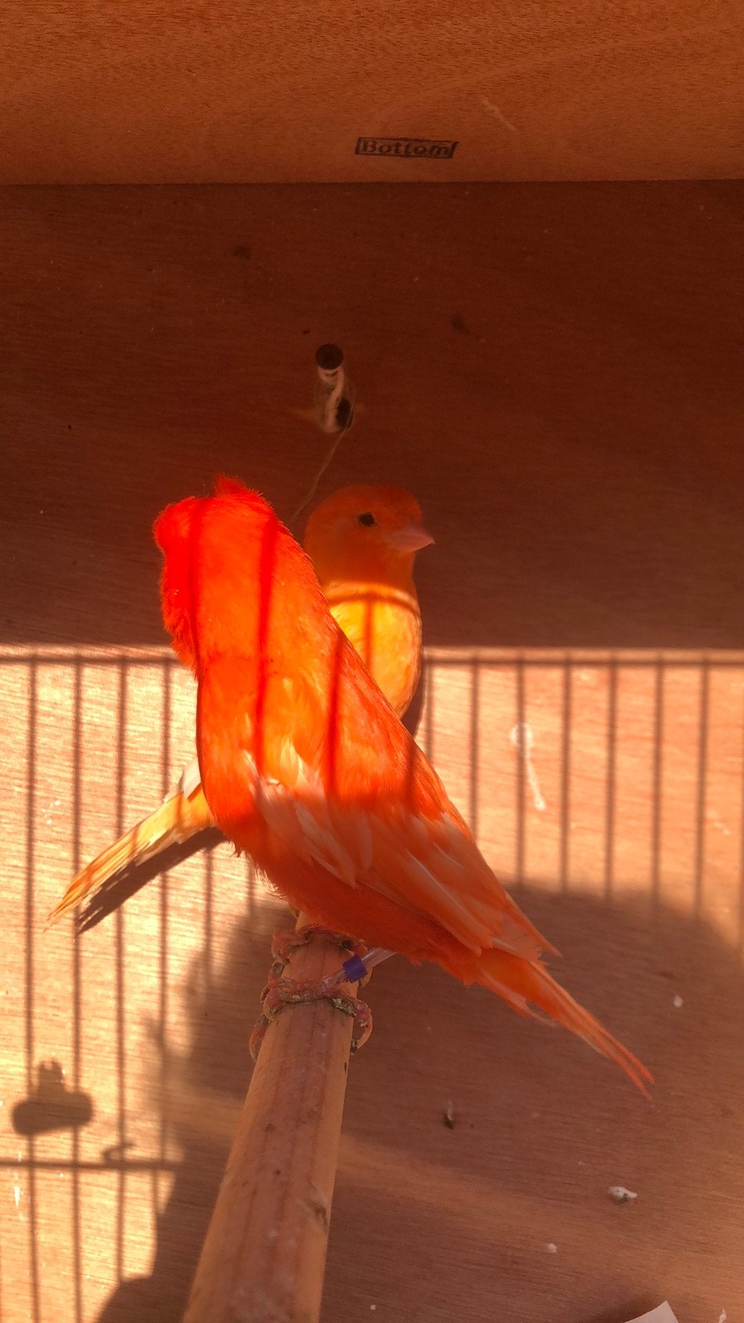 Mooi rood kanaries, Dieren en Toebehoren
