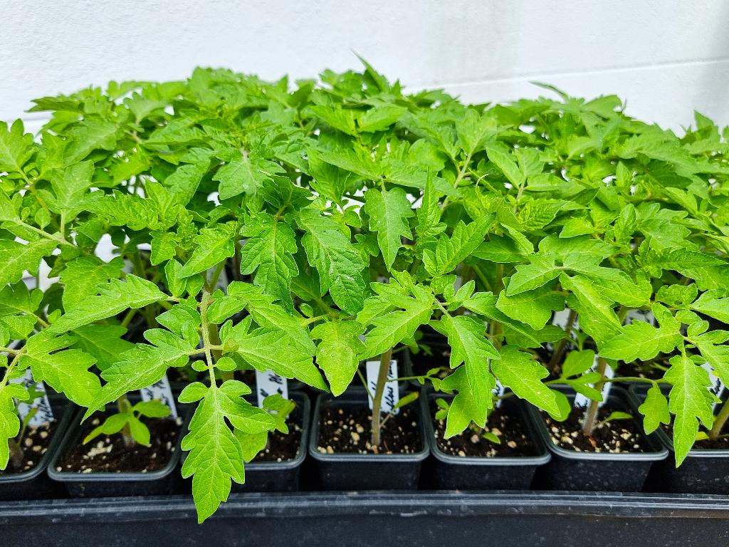 Tomatenplanten (verschillende rassen, vlees-, cherrytomaten), Tuin en Terras, Planten | Tuinplanten, Ophalen, Volle zon, Groenteplanten