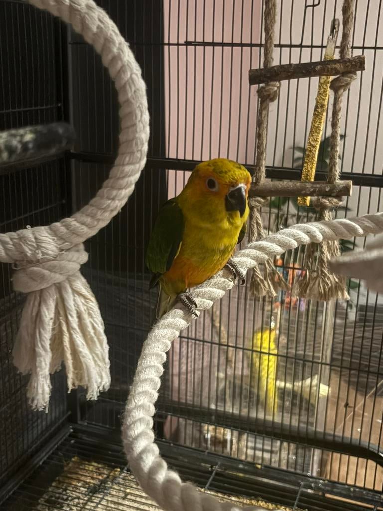 Zoneparkiet, Dieren en Toebehoren, Mannelijk, Papegaai, Geringd