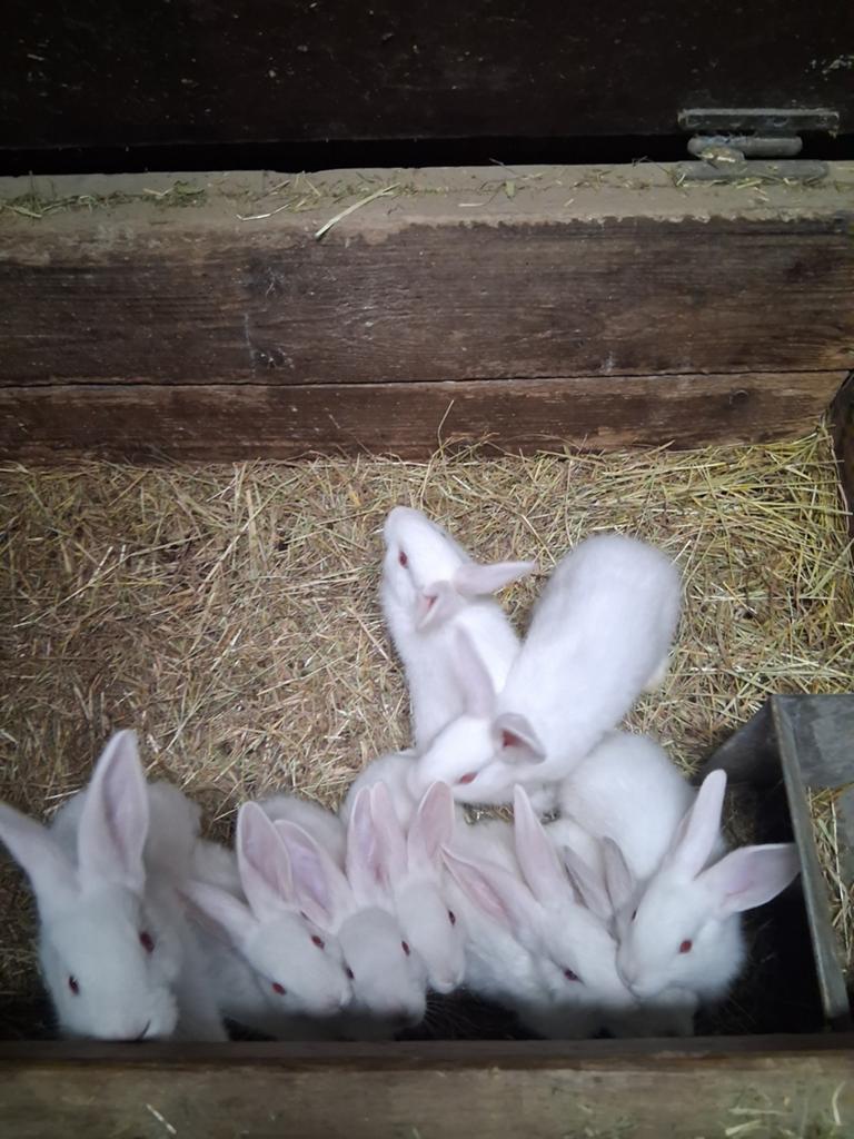 Witte van dendermonde, Plusieurs animaux, Grand, 0 à 2 ans