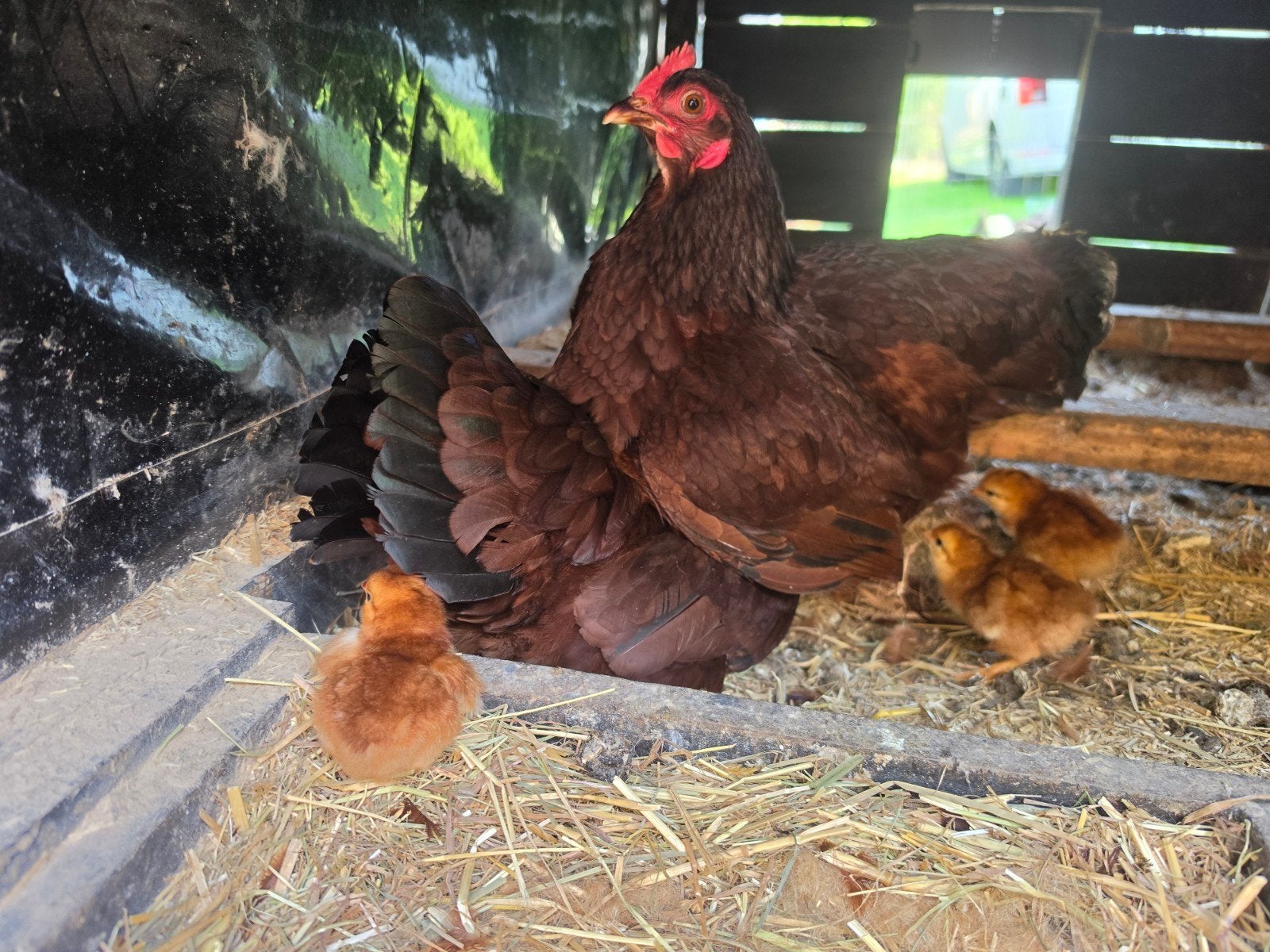 Rhode Island Red kriel kuikens 6stuks, Dieren en Toebehoren