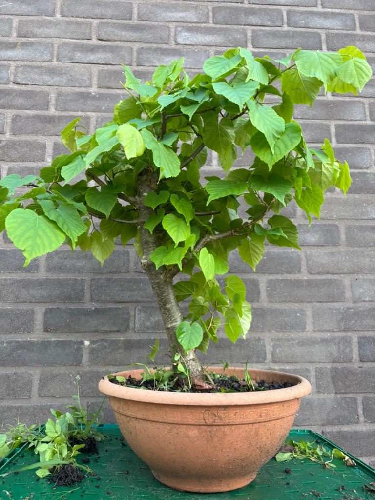 Bonsai tillia cordata, Ophalen, Winter