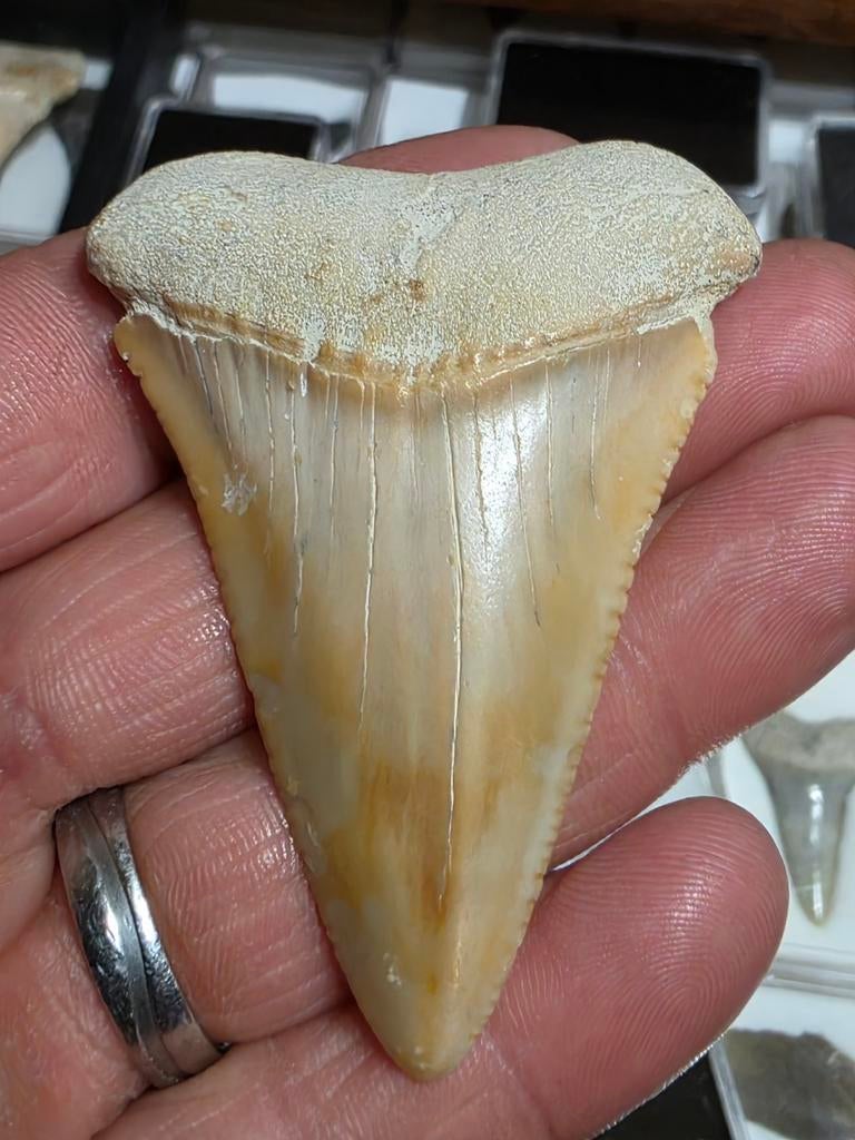 Zeer grote Carcharodon carcharias uit baja Mexico 6,5 cm., Verzamelen, Ophalen of Verzenden, Fossiel