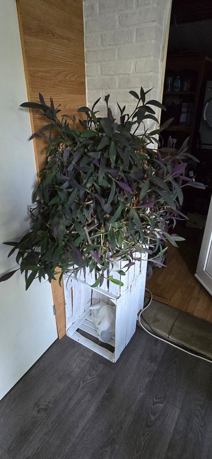 Grote planten, Ophalen