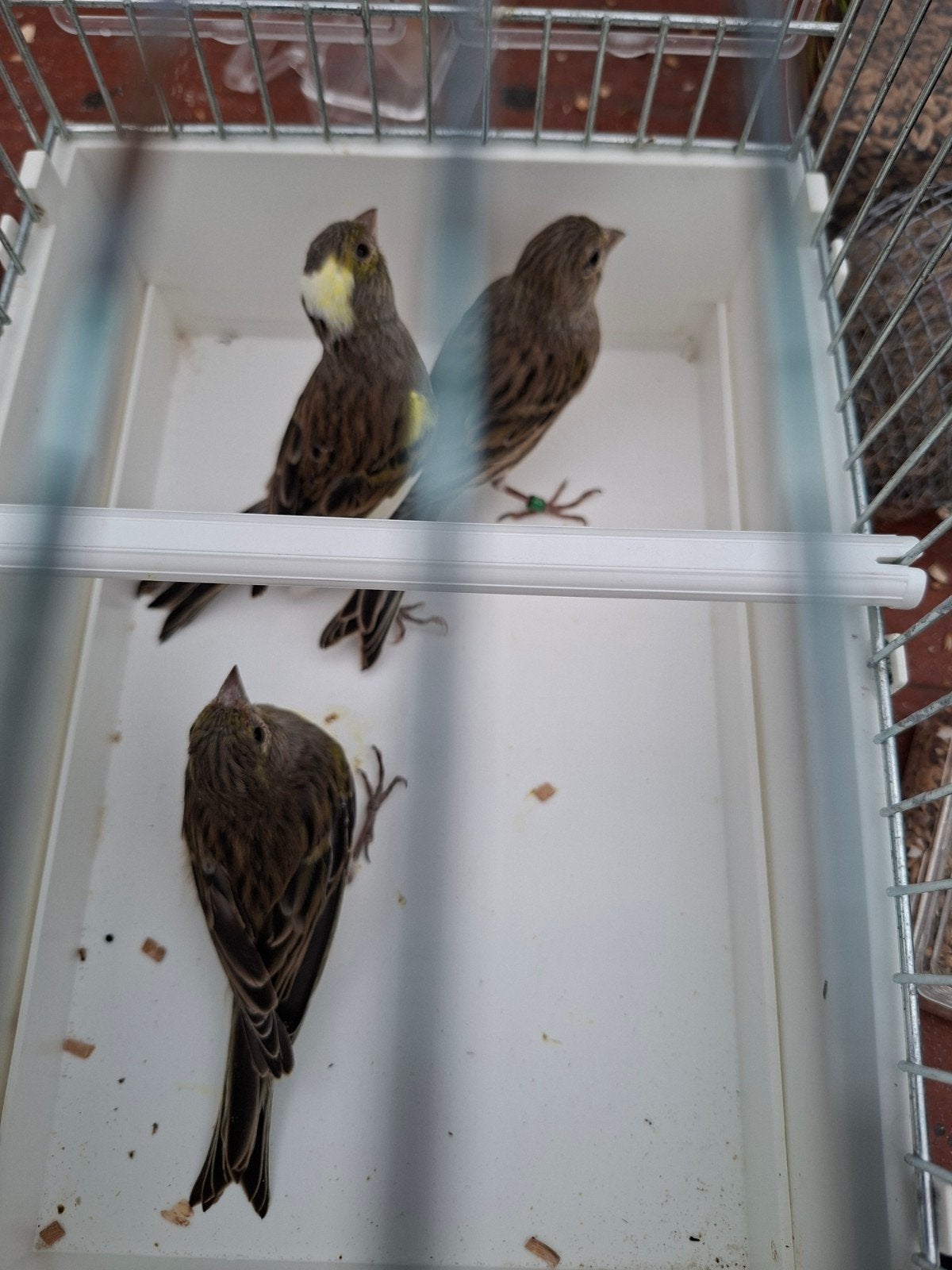 Japan hoso's 2026, Plusieurs animaux, Canari de posture