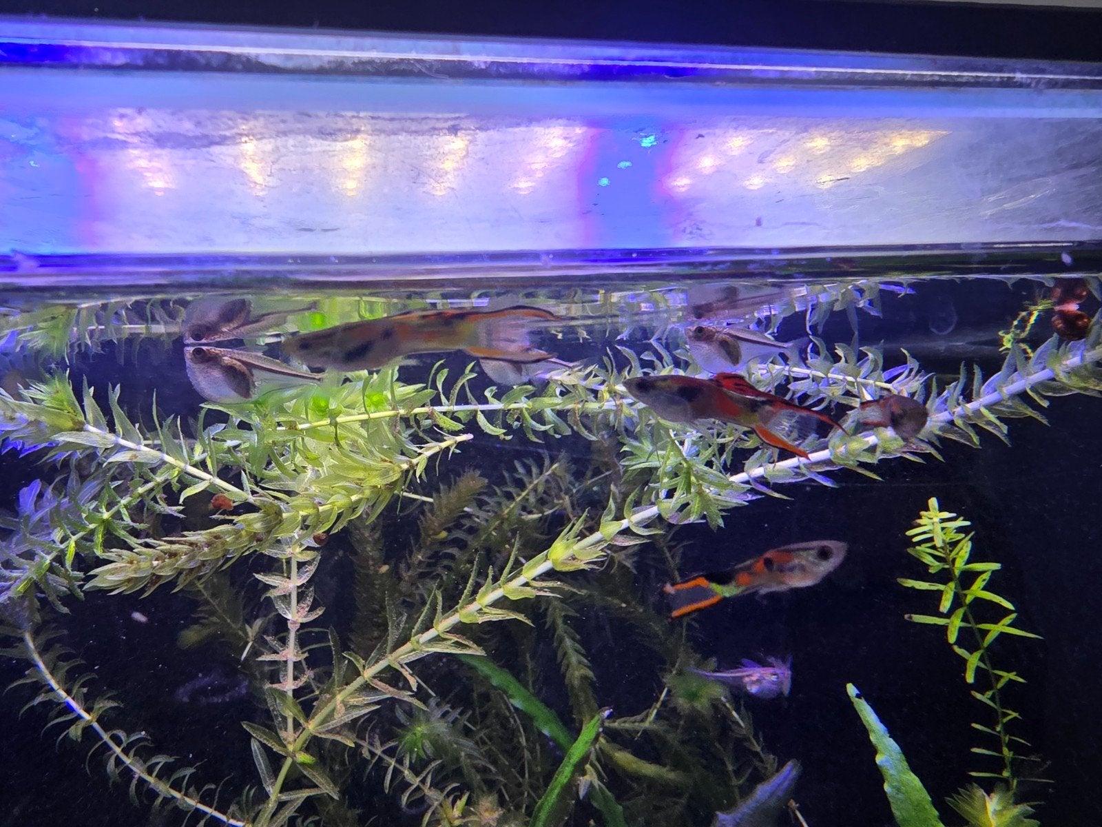 5x endler guppies (M), Dieren en Toebehoren, Ophalen
