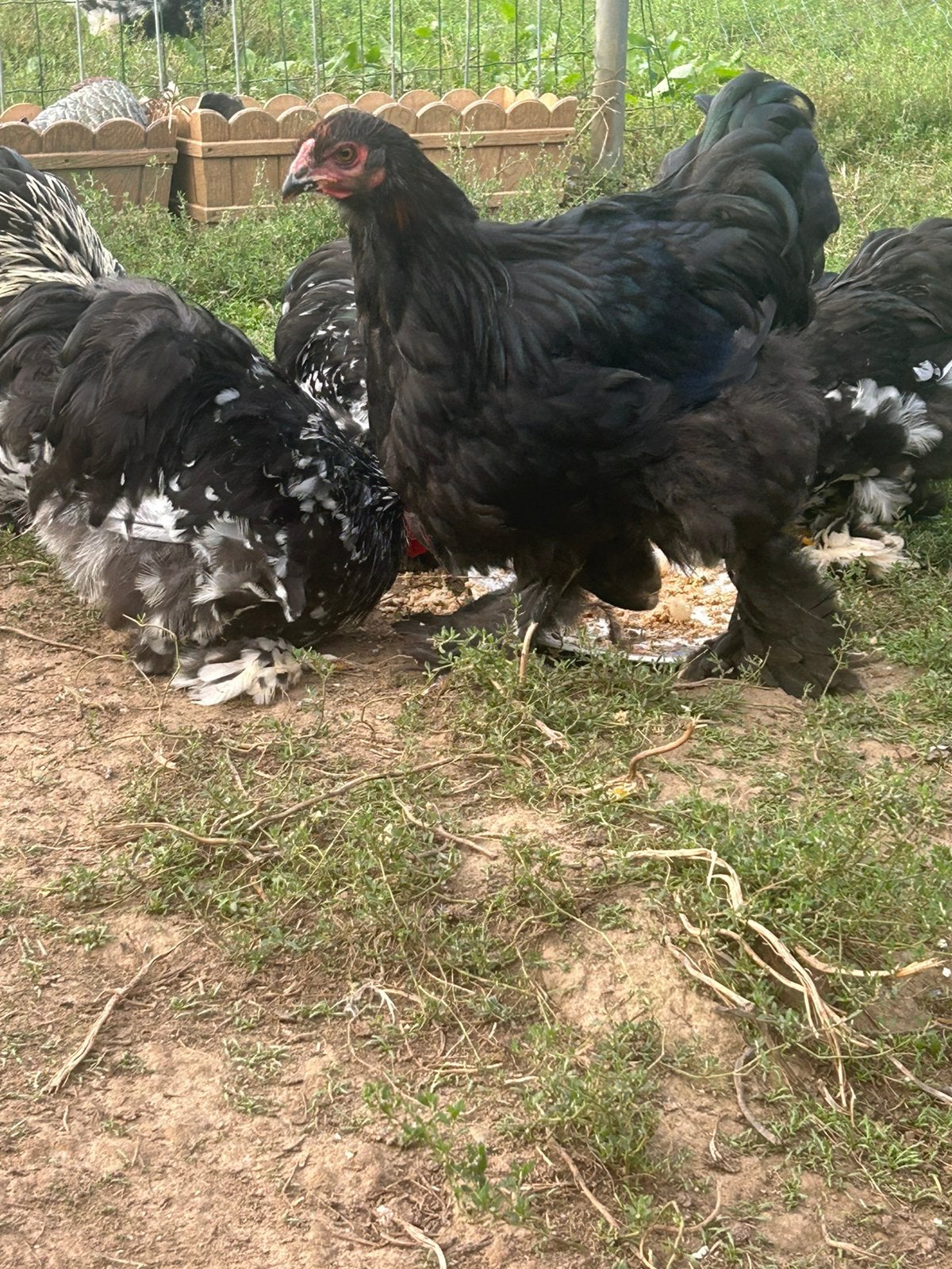 Hanen cochin kriel en brahma, Dieren en Toebehoren