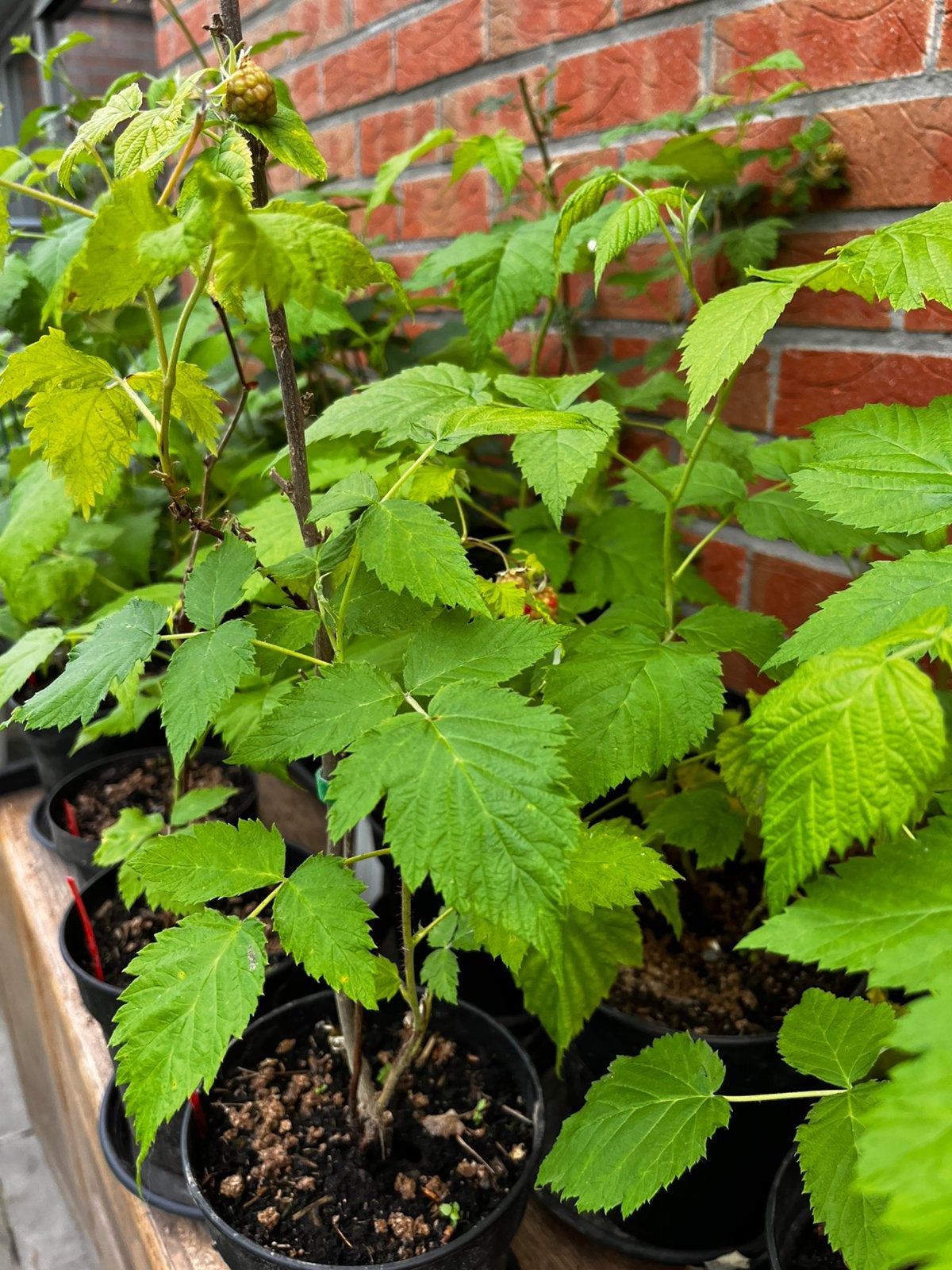 Jonge frambozen- en braamplanten te koop, Tuin en Terras, Planten | Tuinplanten, Vaste plant, Ophalen of Verzenden, Halfschaduw