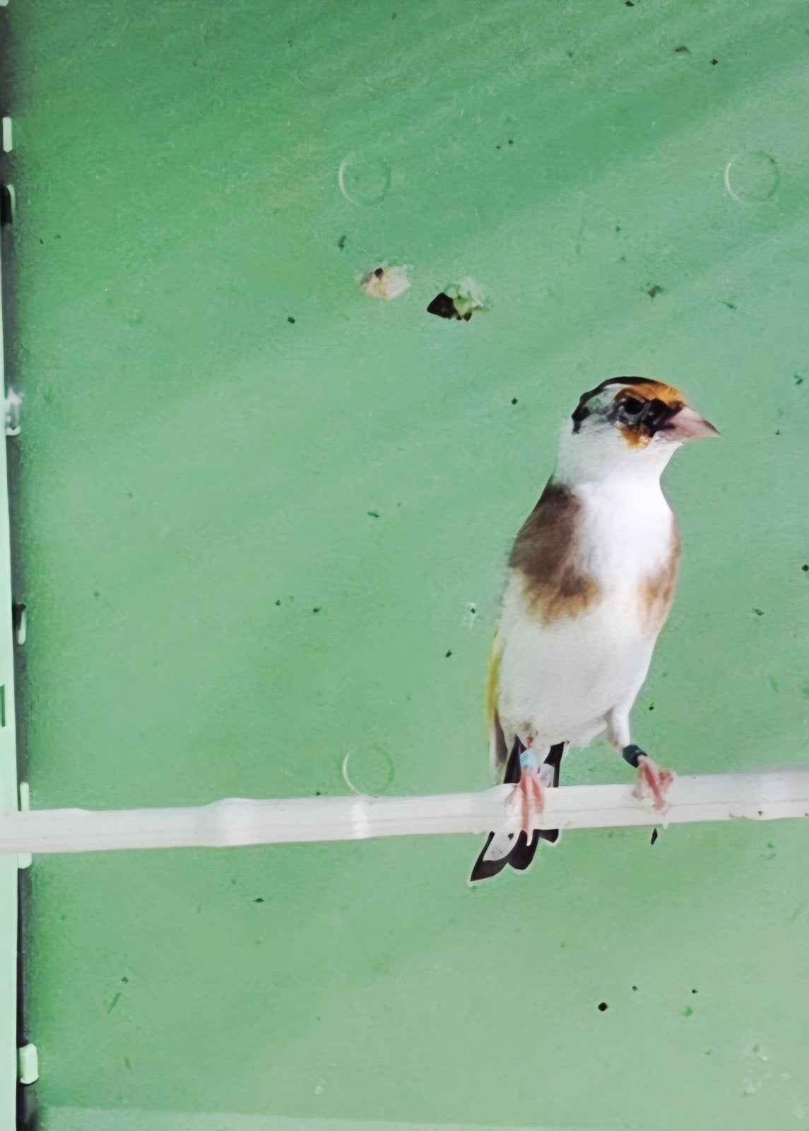 parva mutation, Animaux & Accessoires, Plusieurs animaux, Oiseau chanteur sauvage, Bagué