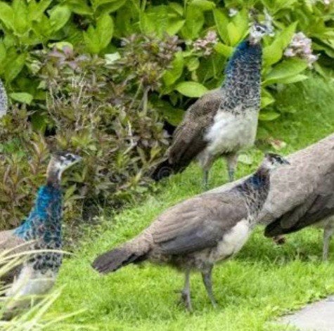 Pauwen 2026, Dieren en Toebehoren