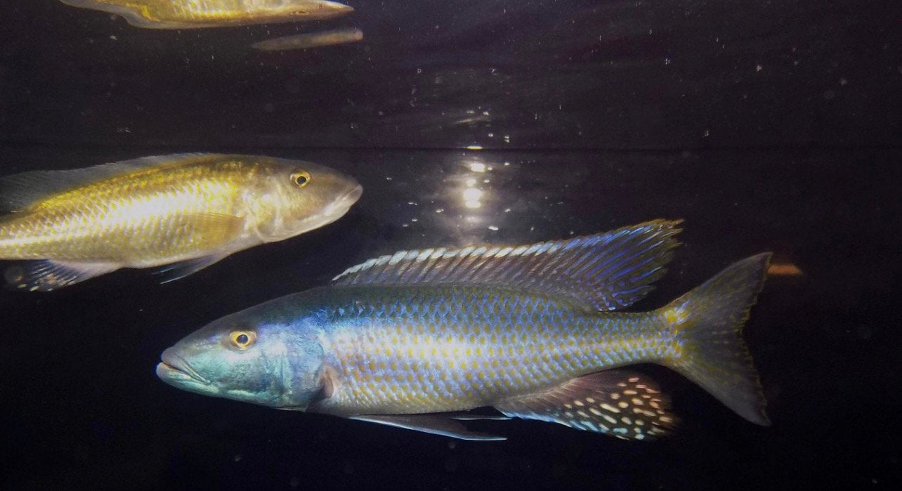 champsochromis caeruleus groep (2m/3v), Dieren en Toebehoren