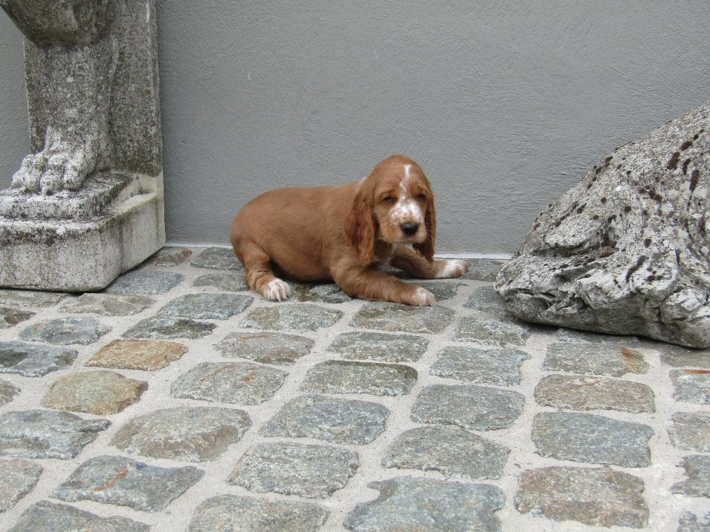 Engelse cocker puppy's, België, Reu, CDV (hondenziekte), 8 tot 15 weken
