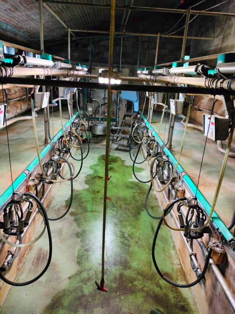 Melkput : visgraat 2X5 te koop, Dieren en Toebehoren