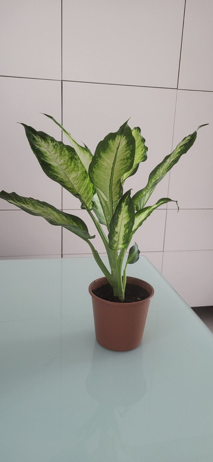 dieffenbachia, Enlèvement