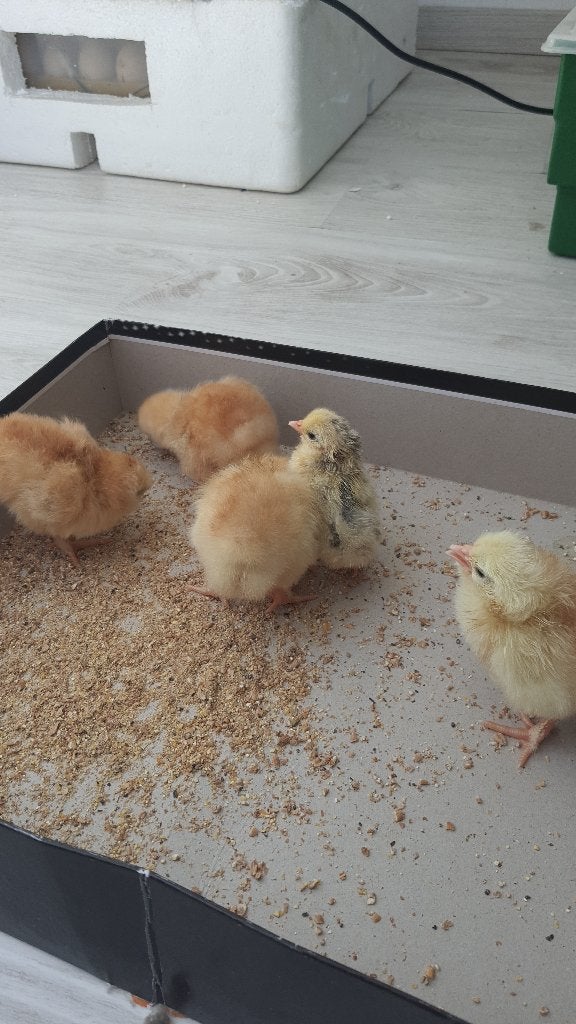 5 leghorn kuikens te koop, Dieren en Toebehoren, Pluimvee, Meerdere dieren, Kip