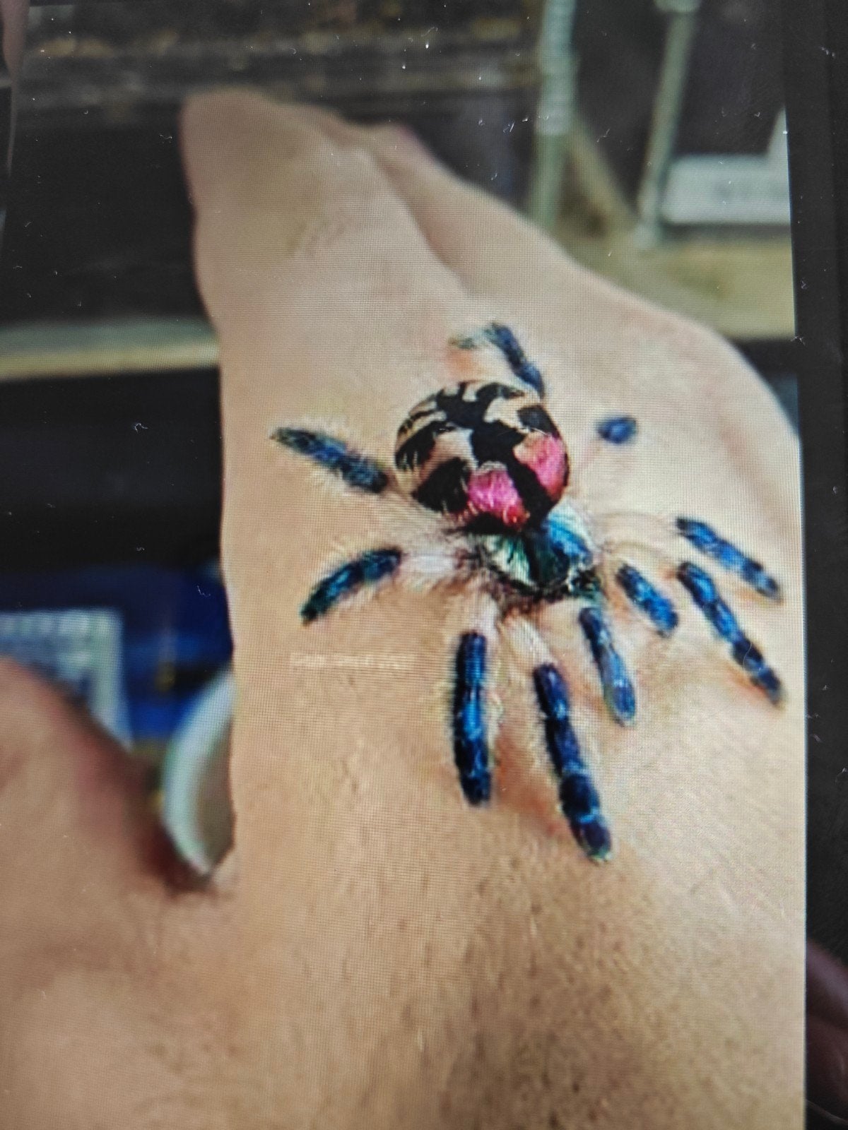 typhochlaena seladonia, Animaux & Accessoires, Février