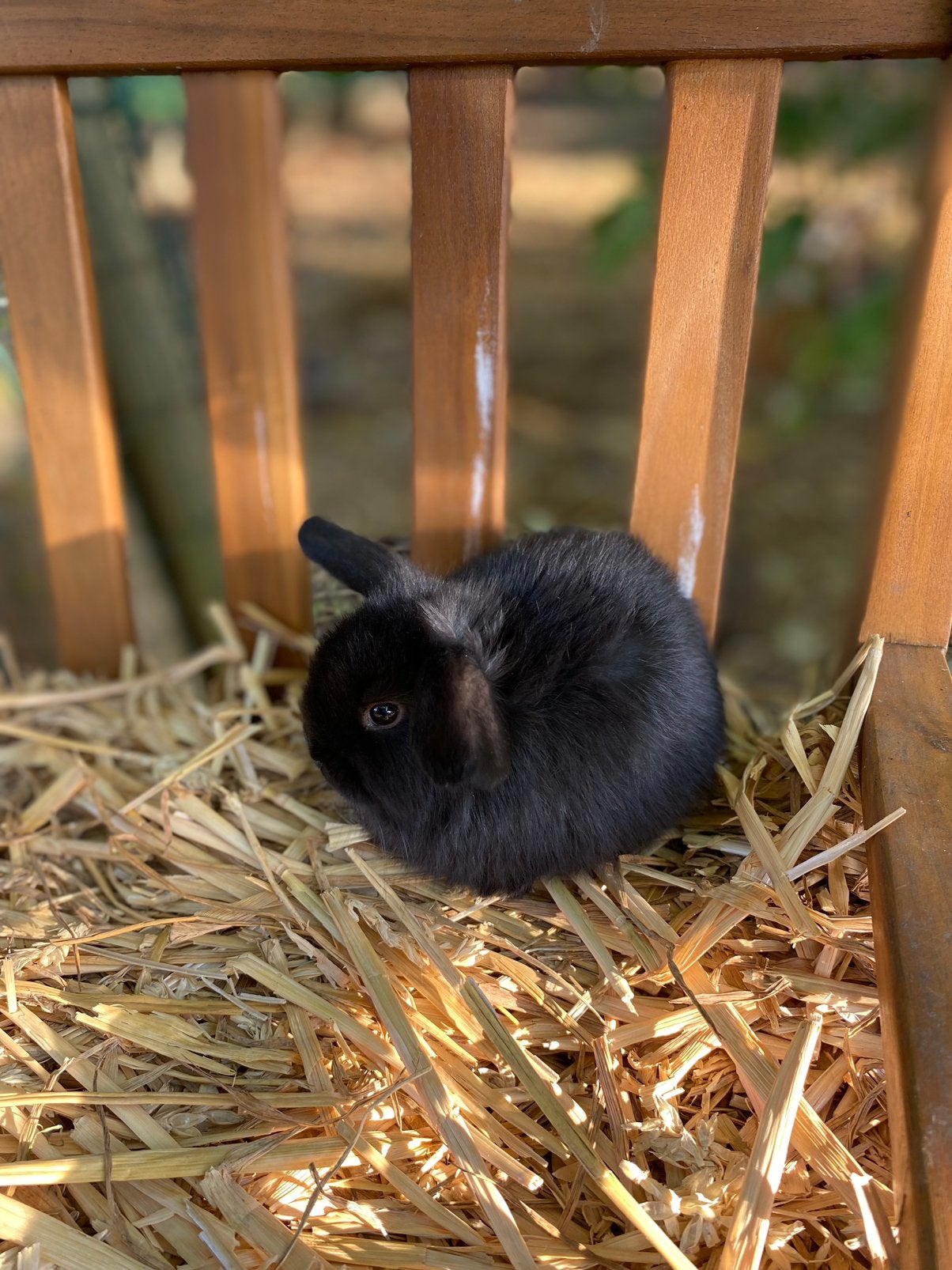 Dwergkonijn hangoor - mannetje, Mâle, Nain, Oreilles tombantes, 0 à 2 ans
