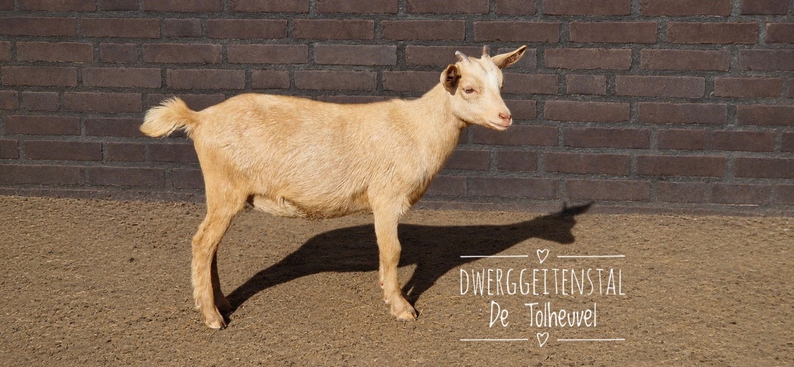 2 prachtige dwerggeit lammetjes., Femelle, Chèvre, 0 à 2 ans