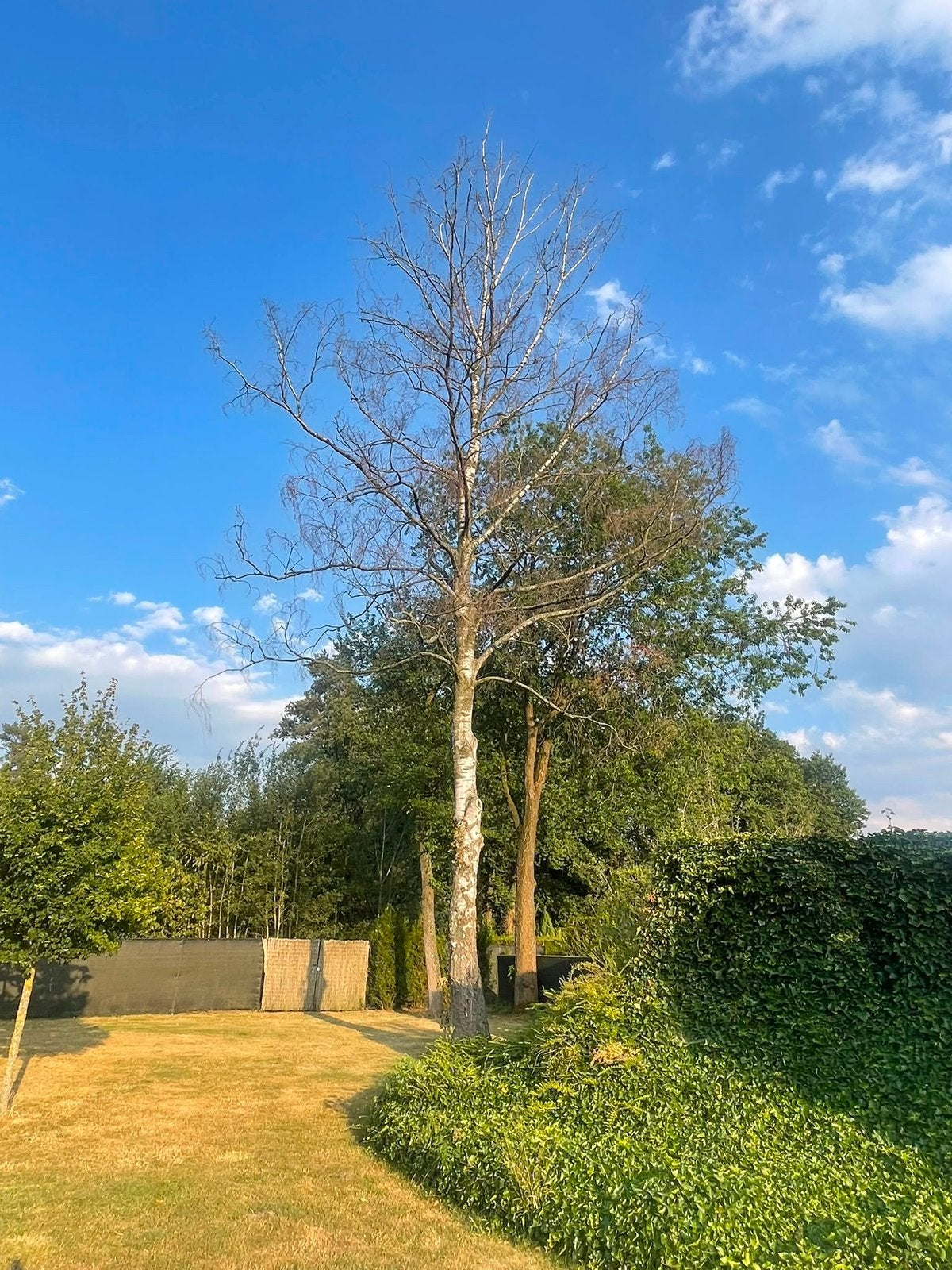 Berken brandhout, Tuin en Terras, Planten | Bomen, Ophalen, 400 cm of meer