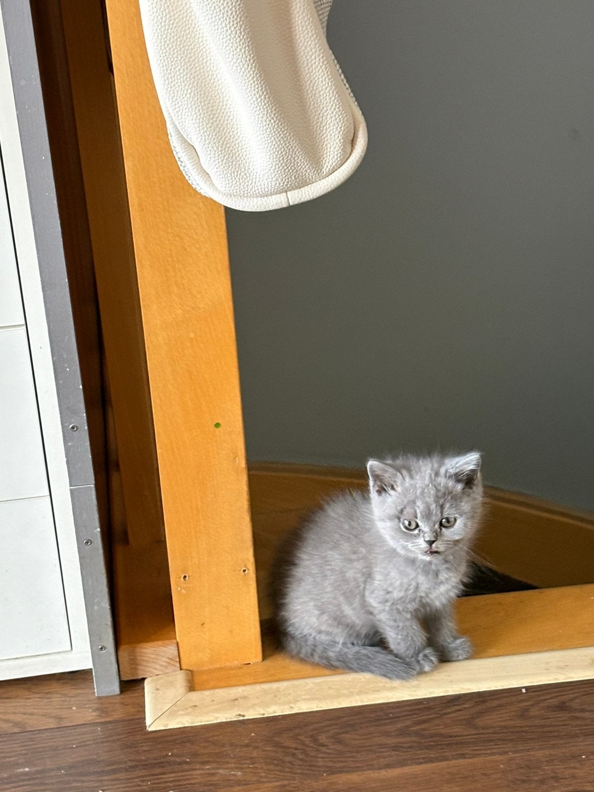 Brits korthaar, Chatte ou Chat, Avec pedigree, 0 à 2 ans