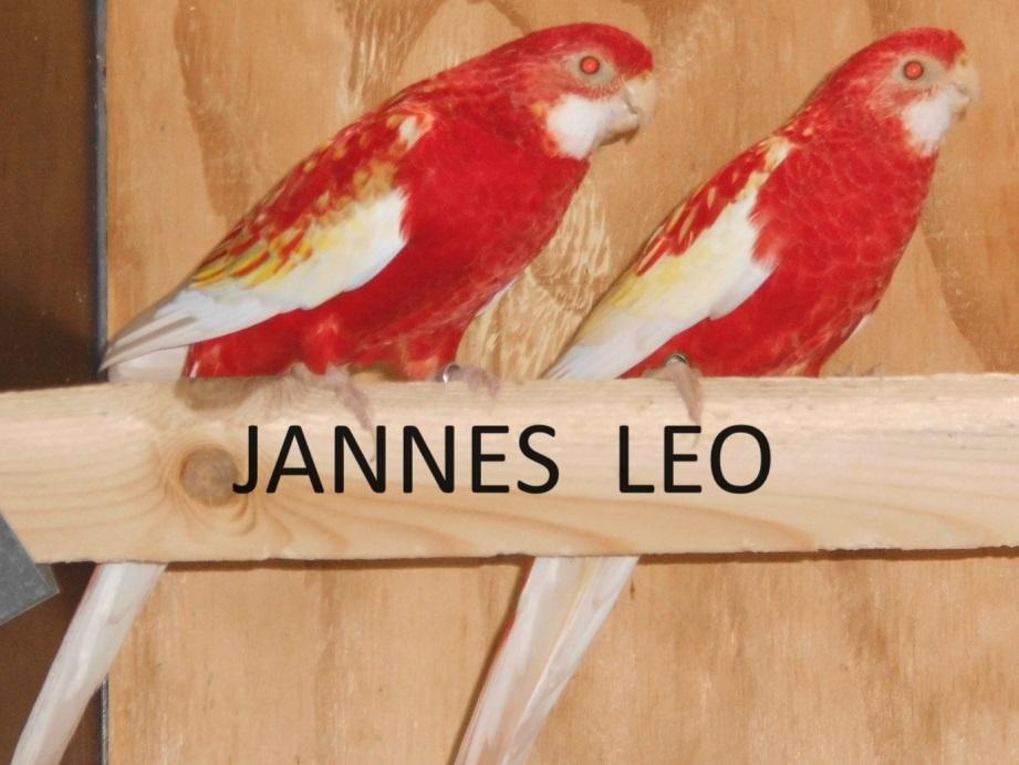 Parkieten Rosella's  Rubino, Dieren en Toebehoren, Meerdere dieren, Parkiet, Geringd