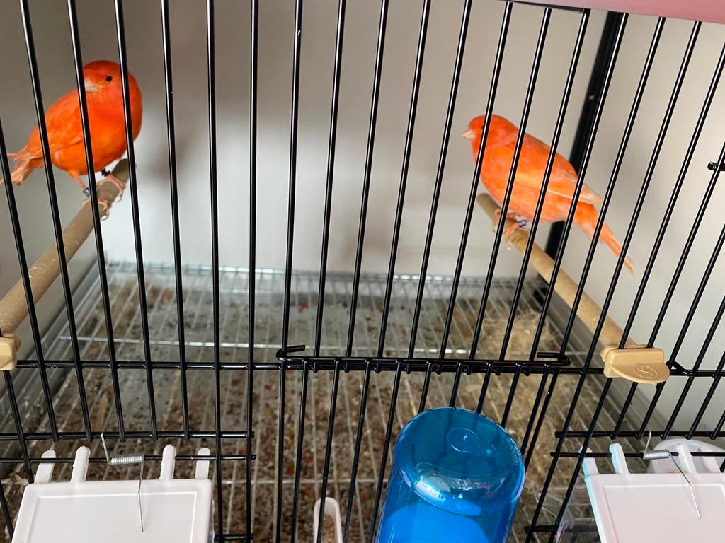 Rode kanariemannen, Dieren en Toebehoren, Vogels | Kanaries