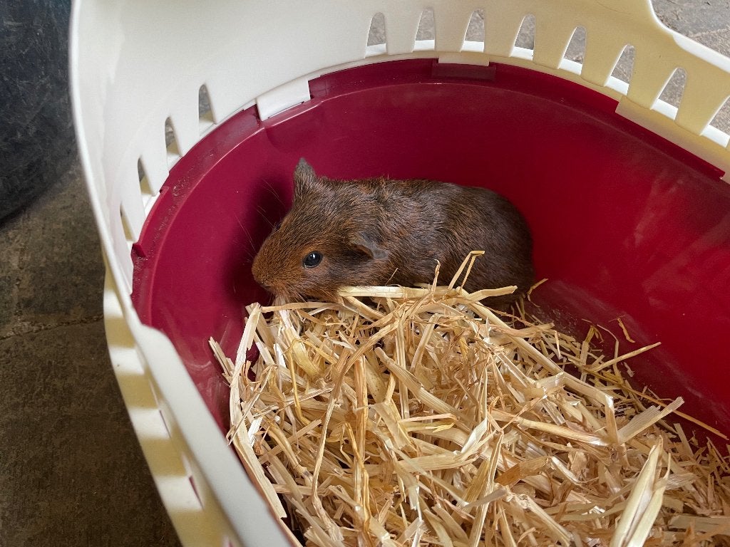 Cavia’s tekoop, Dieren en Toebehoren, Cavia, Augustus, Vrouwelijk, Tam