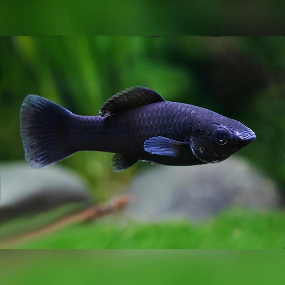 Black M., Dieren en Toebehoren, Vissen | Aquariumvissen