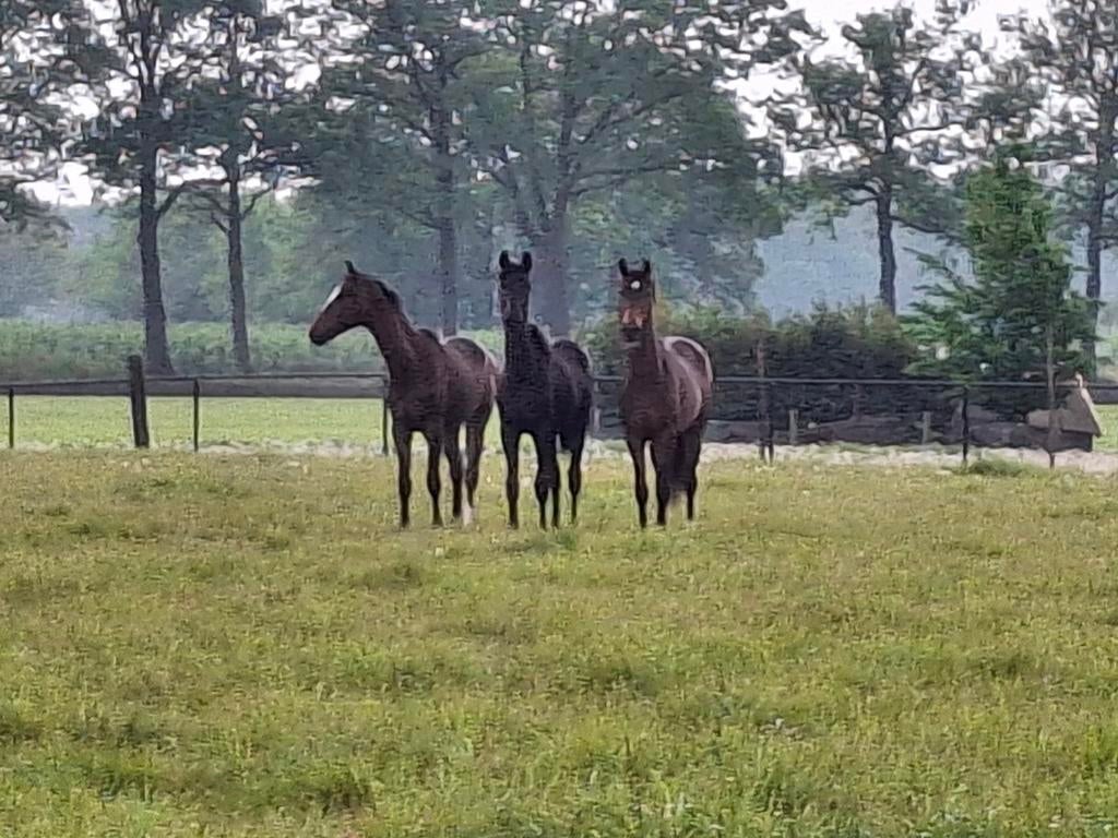 Te koop 3 jaarling merries., Dieren en Toebehoren, Paarden, Onbeleerd