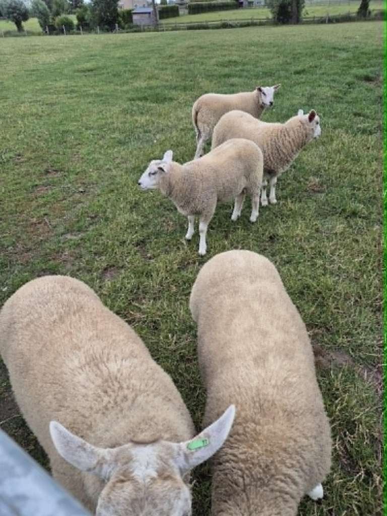 ooien te koop, Animaux & Accessoires, Moutons, Chèvres & Cochons, Femelle, Mouton, 0 à 2 ans