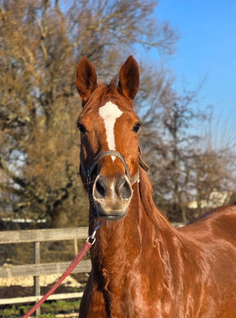 14 jarige Ierse Volbloed Merrie, Animaux & Accessoires, Chevaux, 11 ans ou plus, Avec pedigree, L, 160 à 165 cm