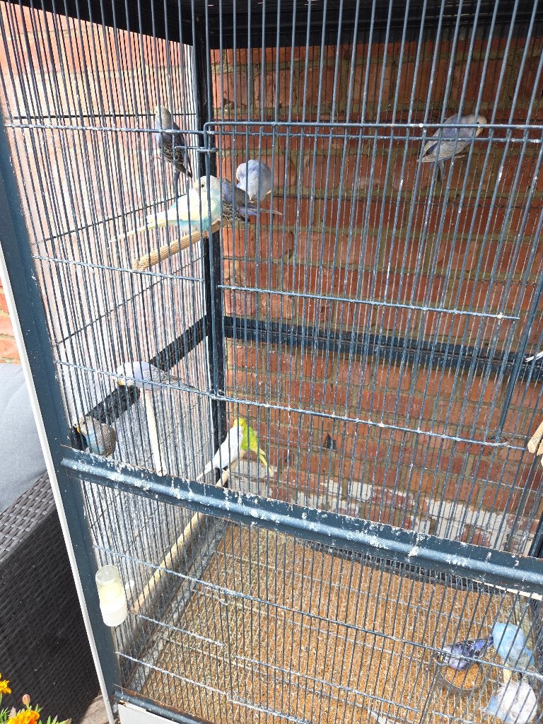Jonge grasparkieten, Dieren en Toebehoren