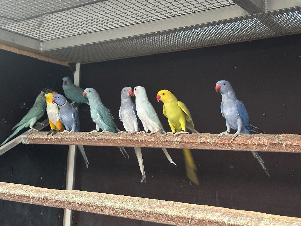 Mooie losse halsbanders, Meerdere dieren, Parkiet