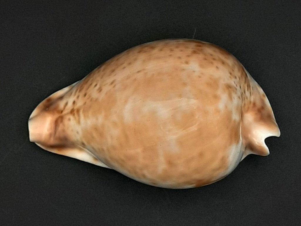 Cypraeidae Umbilia hesitata 92 mm, Envoi, Coquillage(s)