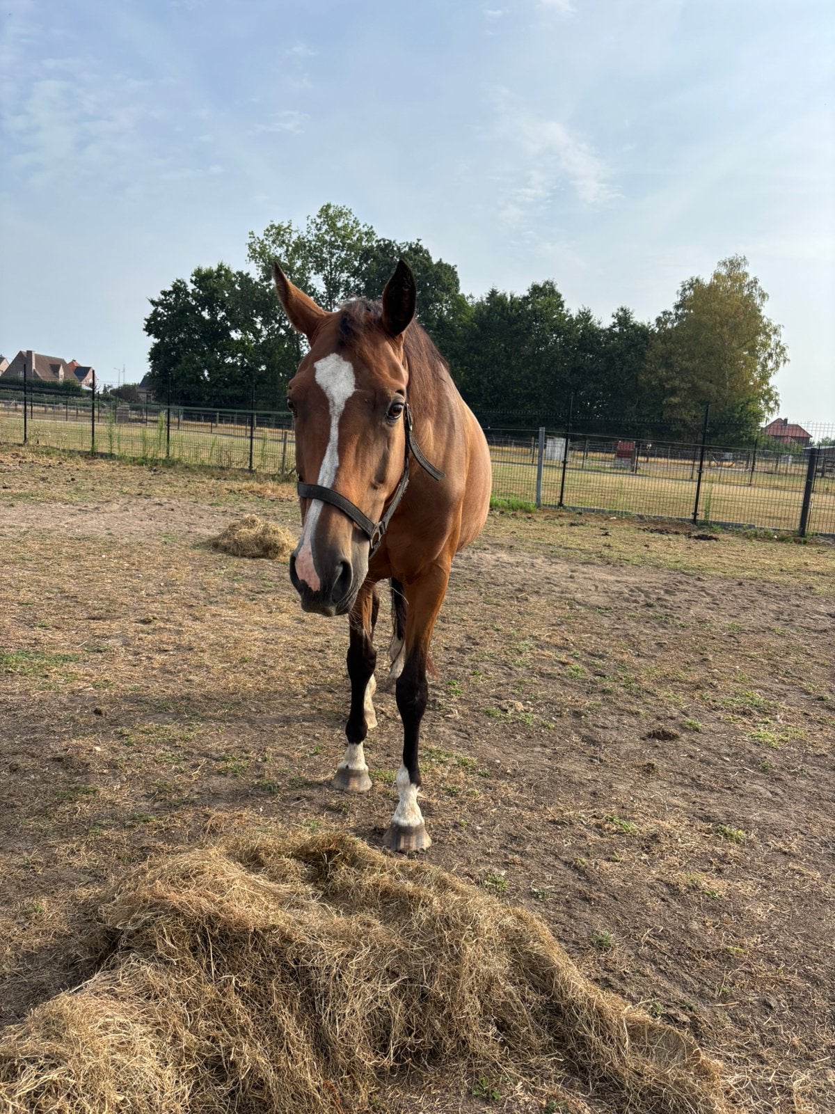 Drachtige merrie, Dieren en Toebehoren, Paarden, Merrie, Z