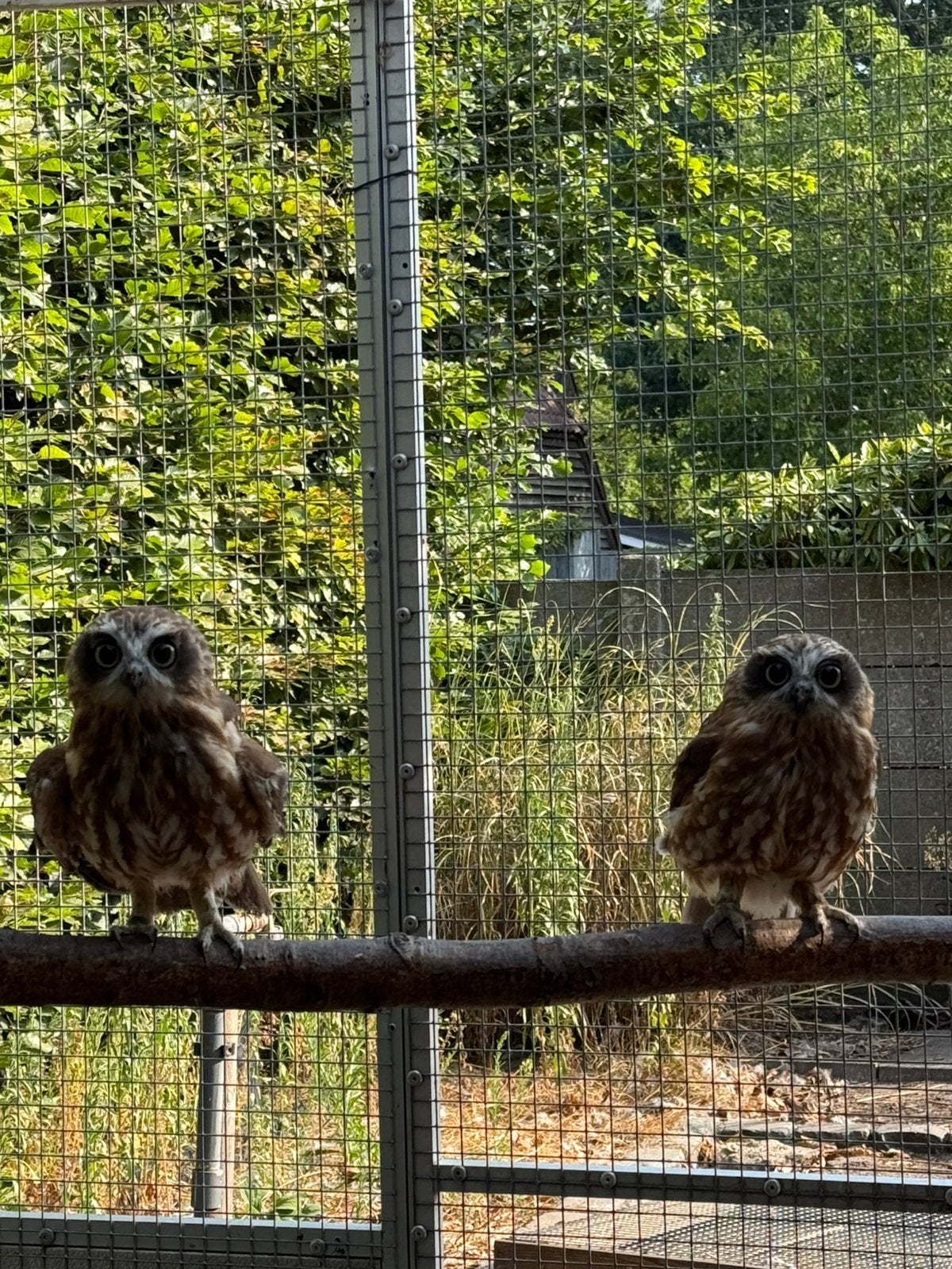 Koppel boobook uilen, Roofvogel
