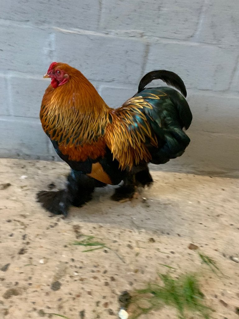 Broedeieren Brahma kriel, Dieren en Toebehoren, Geslacht onbekend, Kip