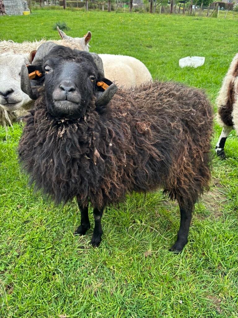 Ouessant ram, Mâle, Mouton, 0 à 2 ans