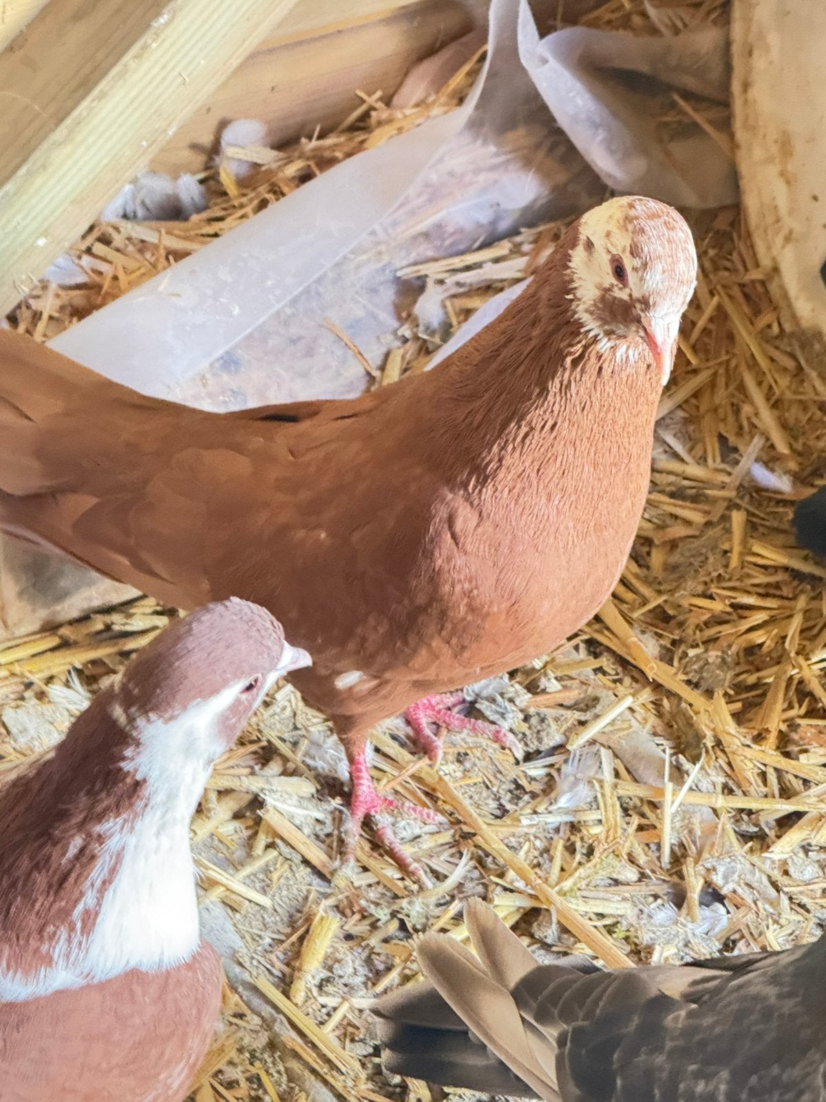 Mooi duiven, Animaux & Accessoires, Mâle, Boulant