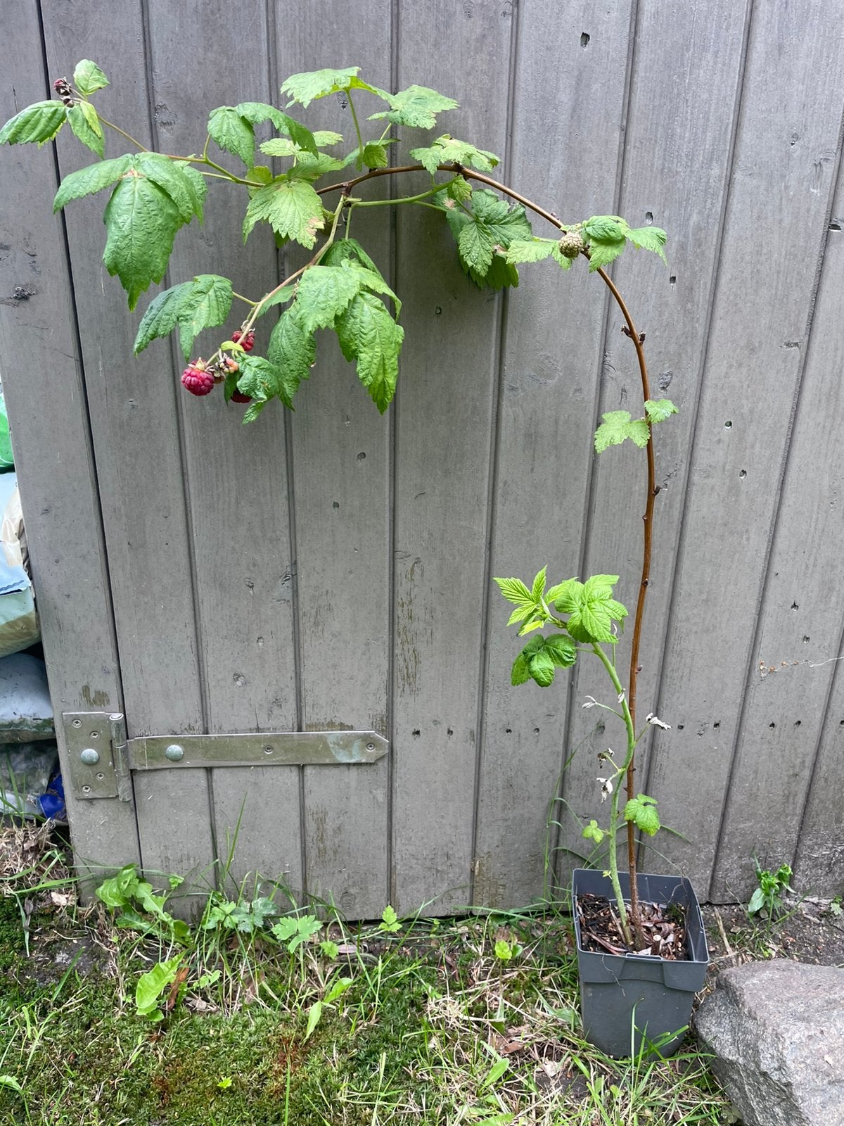 Framboosplant, Enlèvement, Été